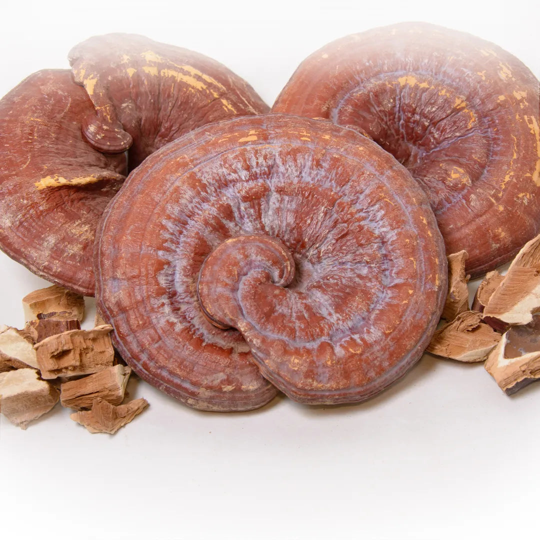 Reishi