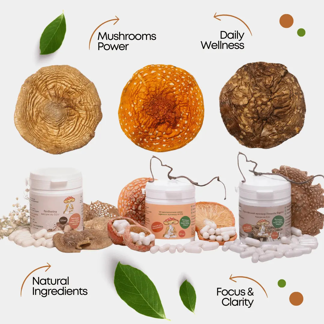 Buy Amanita Muscaria in capsules, powder & dried caps. Includes Regalis, Pantherina & Lion's Mane blends. Support clarity & focus. Fast shipping across Europe!