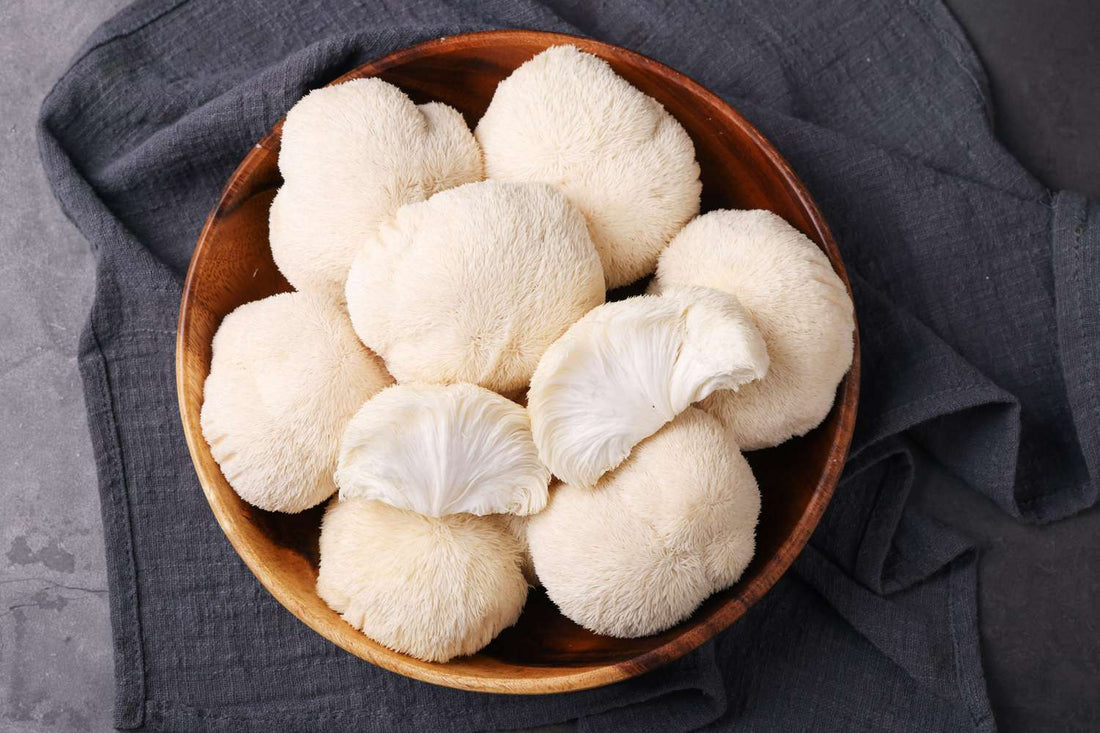 Lion’s Mane Dosage and Neuroplasticity