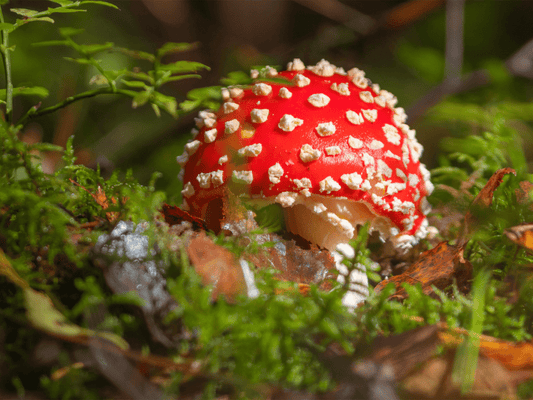 Amanita Muscaria