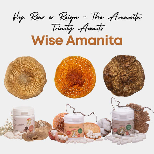 Wise Amanita