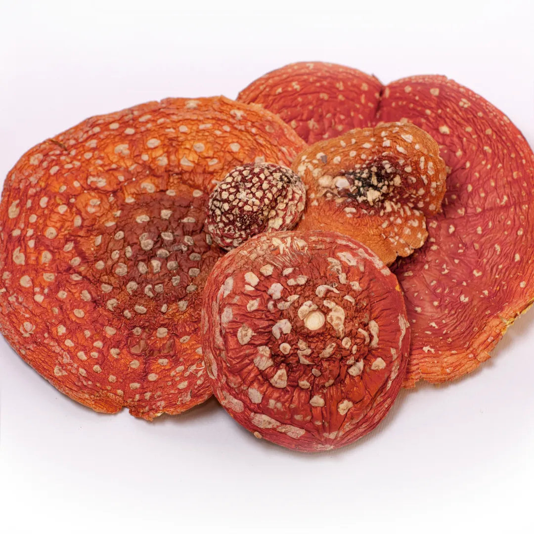 Getrocknete Amanita-Kapseln