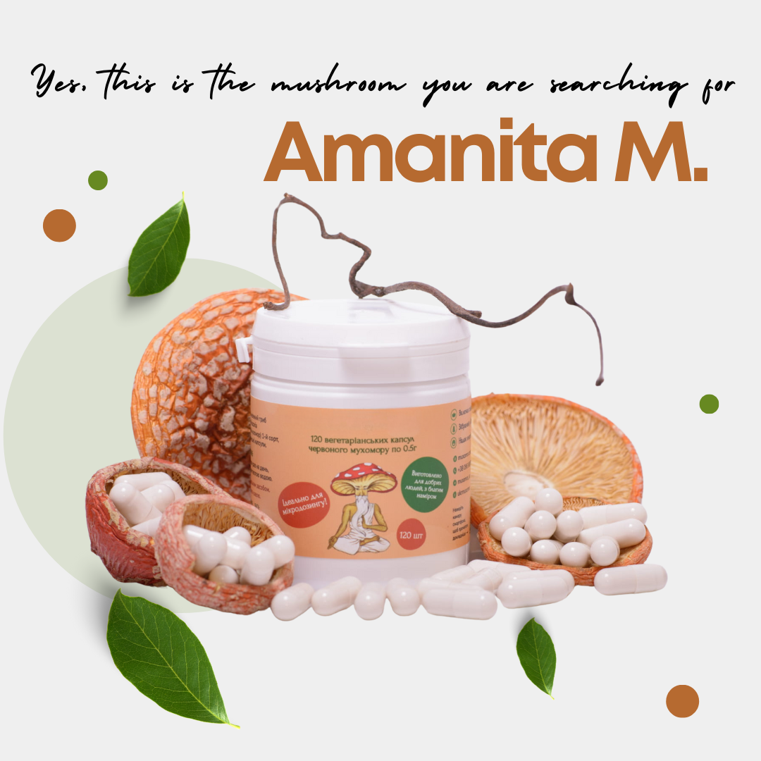 Buy Premium Amanita Musaria specimens for display and study. Ethically sourced, dried caps or powder. Add to your collection today—worldwide shipping.
